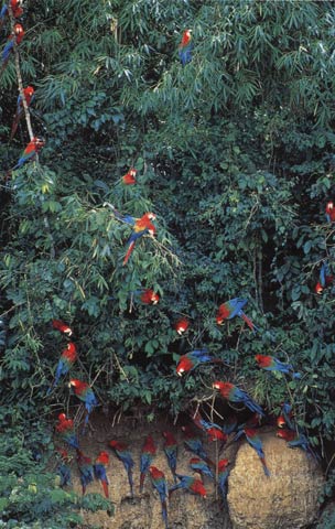 Macaws are members of the
