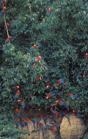 macaws.jpg