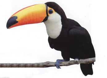 tucan.jpg