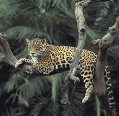 Image result for Wild Amazon